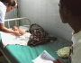 Comissão do Senado aprova projeto que prevê ausência do emprego para acompanhar filho ao médico
